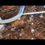 ♡포항대게.홍게.박달대게도매가로팝니다♤