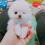 몽글몽글 거품을 연상시키는 포메 분양 받으실분 있으신가요 ??