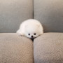 이렇게 요염한 화이트포메 보신적있으신가요?^^