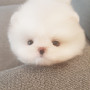 작고 똘망한 우리 포메아가 분양보내여