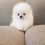 인형같은 외모를 가진 2개월된 포메라니안 아가 분양합니당