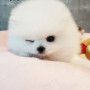 포메라니안 전문 레인독