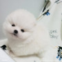 하얗고 이쁜 포메라니안 분양해요.