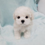 뿌뿌 ~ 기관차 비숑프리제 분양합니다~