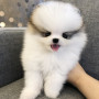 모든행동이 귀엽고 이쁜 애기 포메 분양보내용