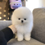 2달된 포메아가 이쁘게 키워주실분 연락주세욤