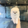 2달된 포메아가 이쁘게 키워주실분 연락주세욤