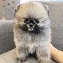 귀여운 세이블포메라니안 입양하실분 찾아여