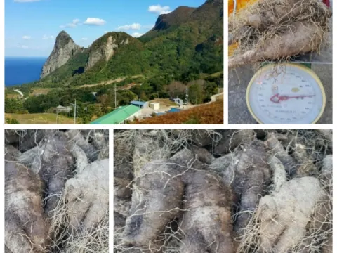 울릉도 자연산 더덕 판매합니다.