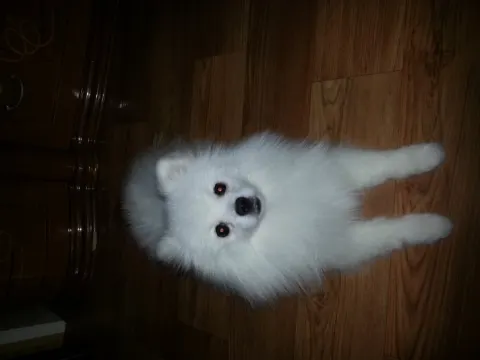 포메