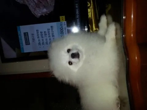 포메라이언