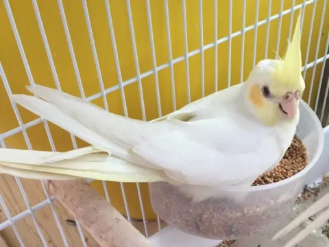 앵무새 분양합니다!