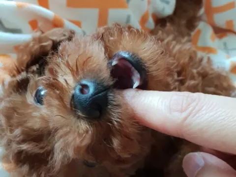 에프리푸들 분양