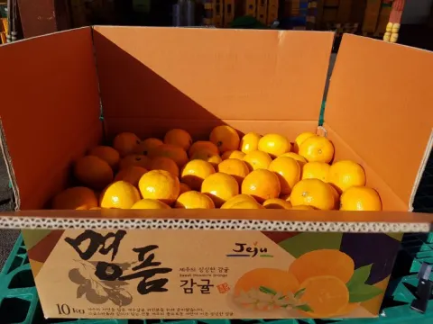 청정제주감귤 팝니다!