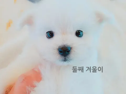 스피츠 다둥이들 분양받을분찾아요~