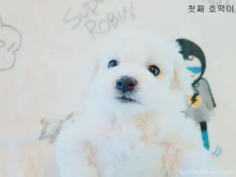 비숑 남매들 분양받을분찾아요~