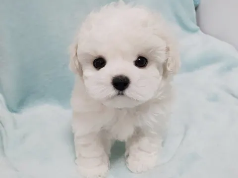 뿌뿌 ~ 기관차 비숑프리제 분양합니다~