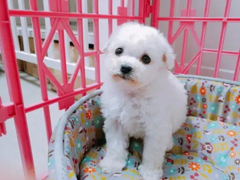 뿌뿌 ~ 기관차 비숑프리제 분양합니다~