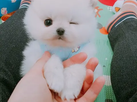 몽글몽글 거품을 연상시키는 포메 분양 받으실분 있으신가요 ??