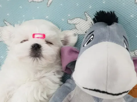 말티즈 얼짱 남*여 분양 보내봅니다.
