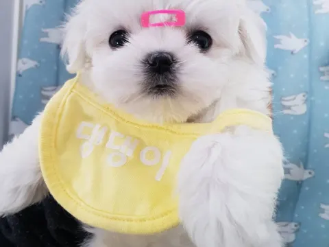 말티즈 얼짱 남*여 분양 보내봅니다.