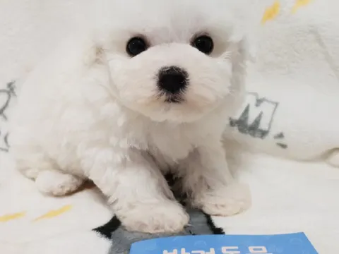 순종비숑프리제 가족들 분양해요