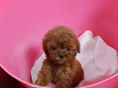 토이푸들 두마리 분양해요