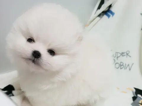 포메 남1여1 분양합니다