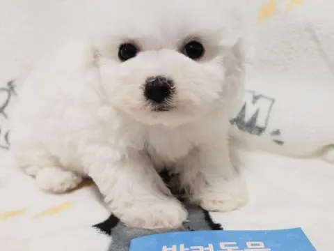 순종비숑프리제 가족들 분양해요