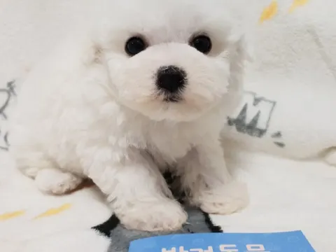순종비숑프리제 가족들 분양해요