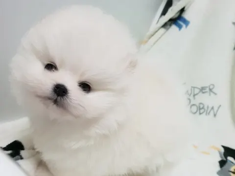포메 남1여1 분양합니다