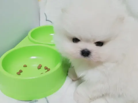 포메 남1여1 분양합니다