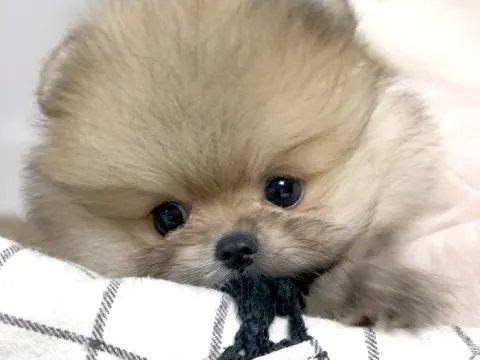 2개월된 세이블포메 저희 몽몽이들 분양보내요