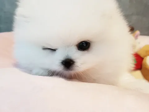 포메라니안 전문 레인독
