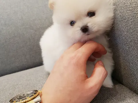 화이트포메라니안 사랑해주세여^^ 포메라니안은 레인독