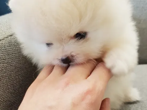 미니사이즈 크림포메아기 사랑으로 키워주세여