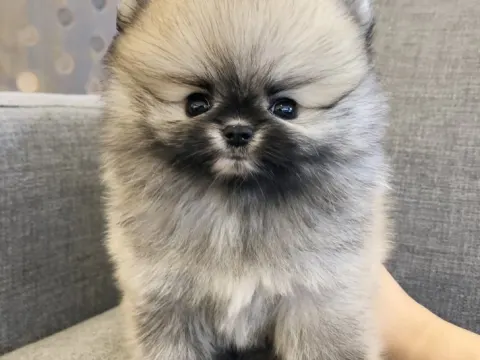 귀여운 세이블포메라니안 입양하실분 찾아여