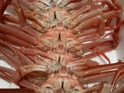 ♣구룡포 대게 , 홍게 , 과메기♣
