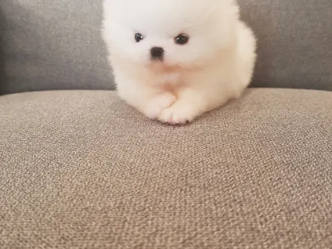 곰돌이같은 아가 포메분양합니당