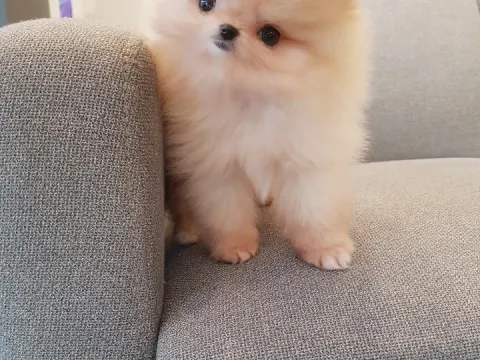 아장아장 똘똘한 포메라니안 분양합니다