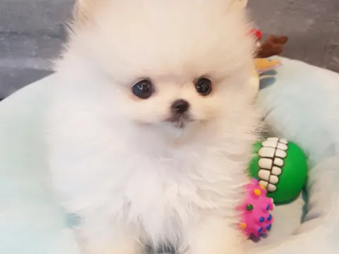 요리조리 봐도 너무 사랑스러운 포메라니안 분양합니당
